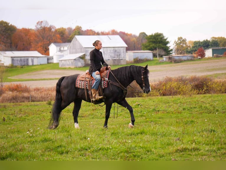 American Morgan Horse Wallach 8 Jahre 155 cm Rappe in Fresno