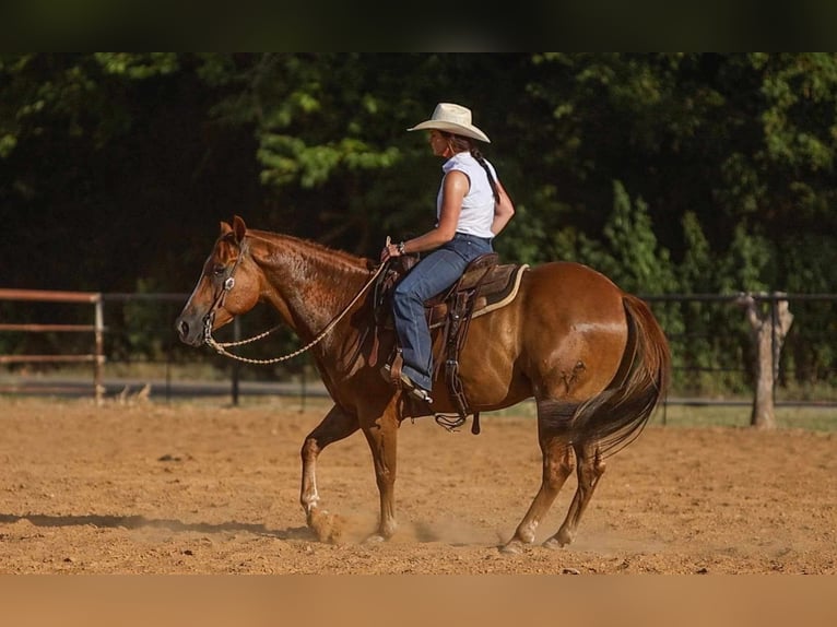 American Morgan Horse Wallach 8 Jahre 155 cm Rotfuchs in Joshua, TX