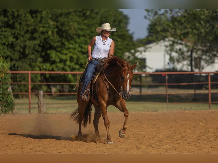 American Morgan Horse Wallach 8 Jahre 155 cm Rotfuchs in Joshua, TX