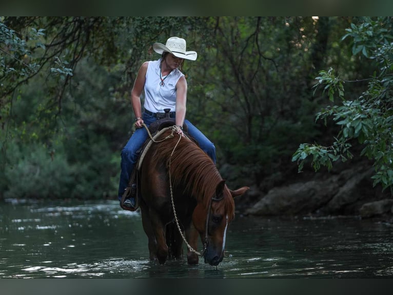 American Morgan Horse Wallach 8 Jahre 155 cm Rotfuchs in Joshua, TX