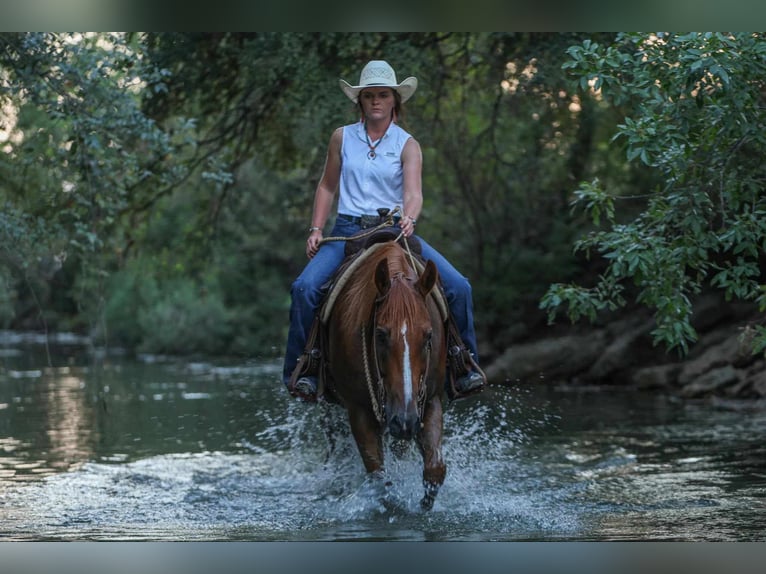 American Morgan Horse Wallach 8 Jahre 155 cm Rotfuchs in Joshua, TX