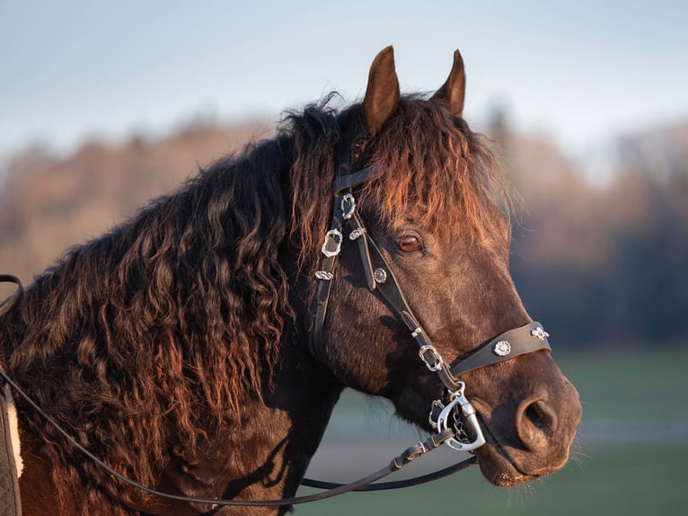 American Morgan Horse Wallach 8 Jahre 158 cm Rappe in Bad Schussenried