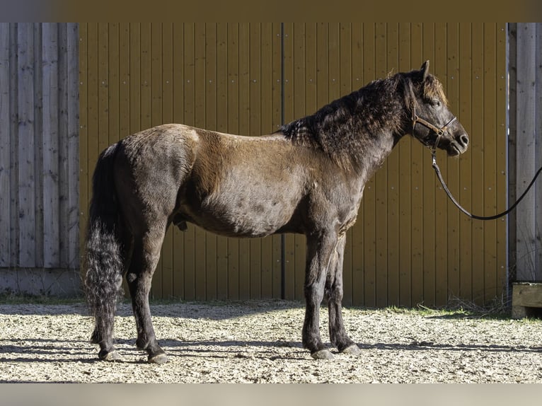 American Morgan Horse Wallach 8 Jahre 158 cm Rappe in Bad Schussenried