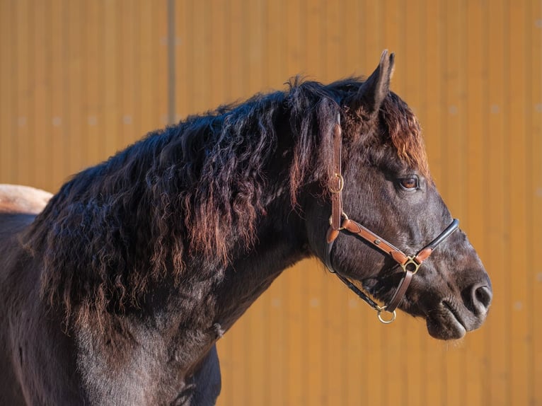 American Morgan Horse Wallach 8 Jahre 158 cm Rappe in Bad Schussenried