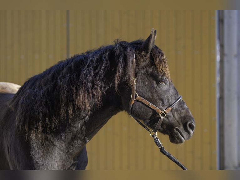 American Morgan Horse Wallach 8 Jahre 158 cm Rappe in Bad Schussenried