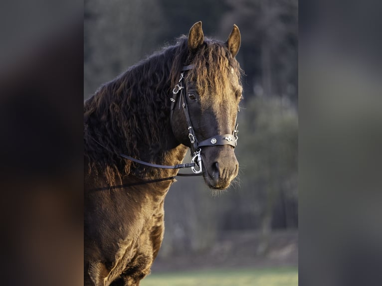 American Morgan Horse Wallach 8 Jahre 158 cm Rappe in Bad Schussenried