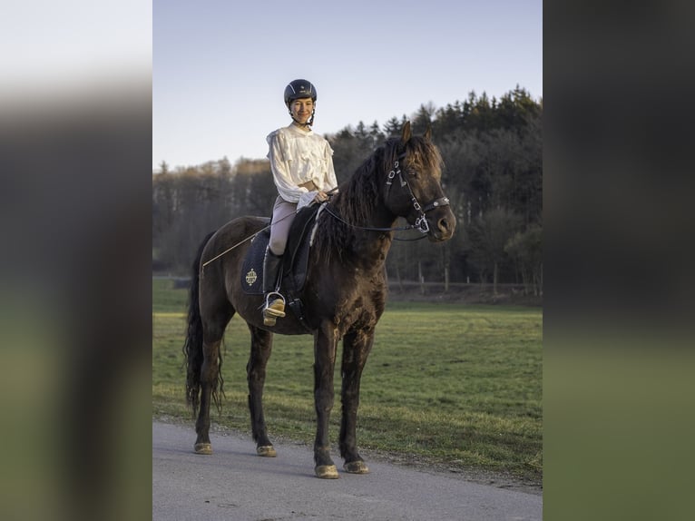 American Morgan Horse Wallach 8 Jahre 158 cm Rappe in Bad Schussenried