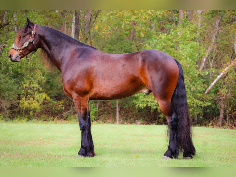 American Morgan Horse Wallach 8 Jahre 165 cm Rotbrauner in Flemingsburg KY
