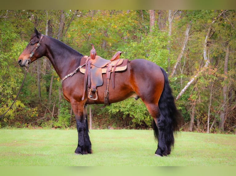 American Morgan Horse Wallach 8 Jahre 165 cm Rotbrauner in Flemingsburg KY