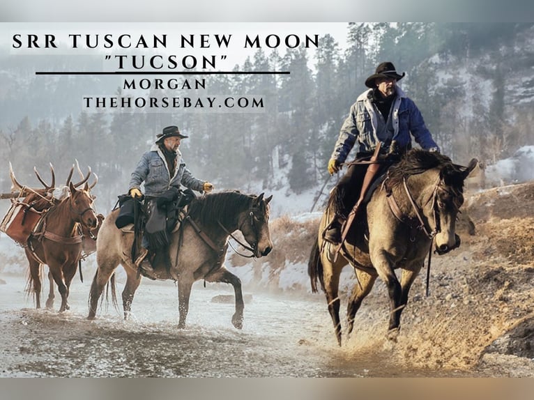 American Morgan Horse Wallach 8 Jahre Buckskin in Piedmont, SD