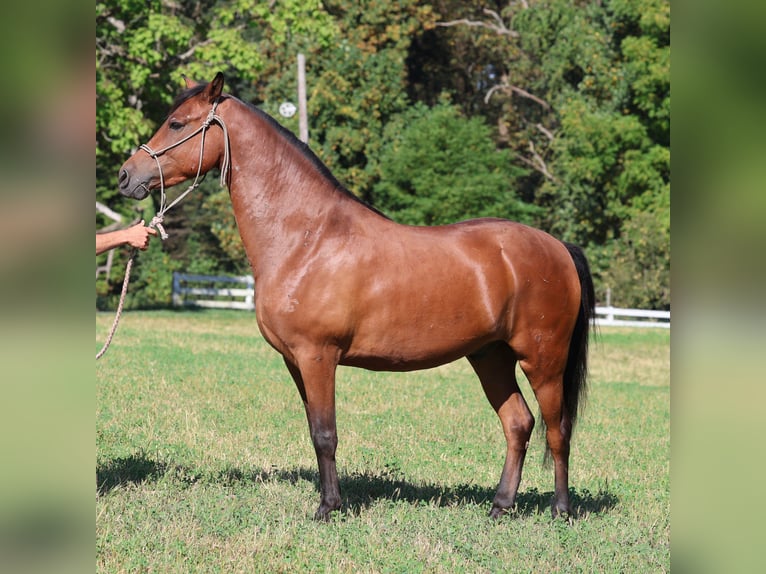 American Morgan Horse Mix Wallach 9 Jahre 142 cm Brauner in Morgantown, PA