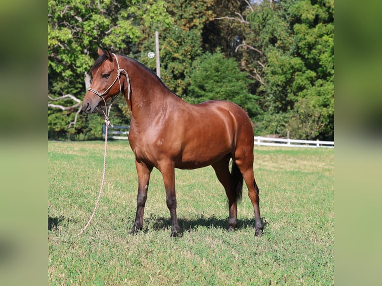 American Morgan Horse Mix Wallach 9 Jahre 142 cm Brauner in Morgantown, PA