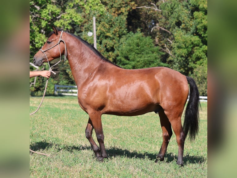 American Morgan Horse Mix Wallach 9 Jahre 142 cm Brauner in Morgantown, PA