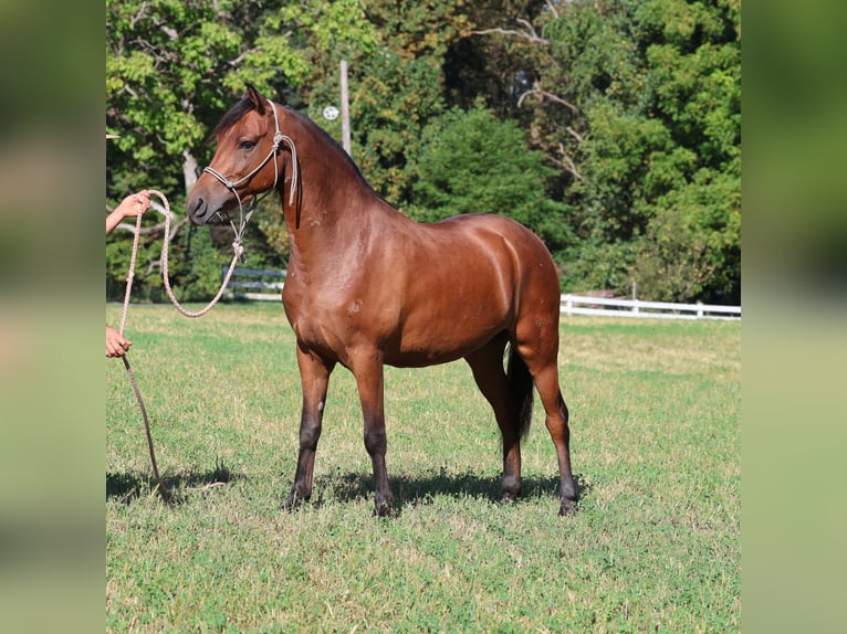 American Morgan Horse Mix Wallach 9 Jahre 142 cm Brauner in Morgantown, PA
