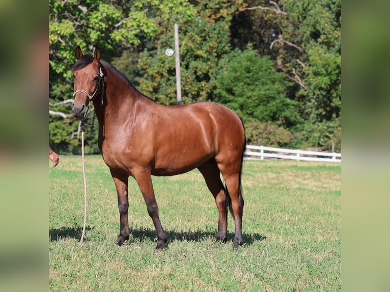 American Morgan Horse Mix Wallach 9 Jahre 142 cm Brauner in Morgantown, PA