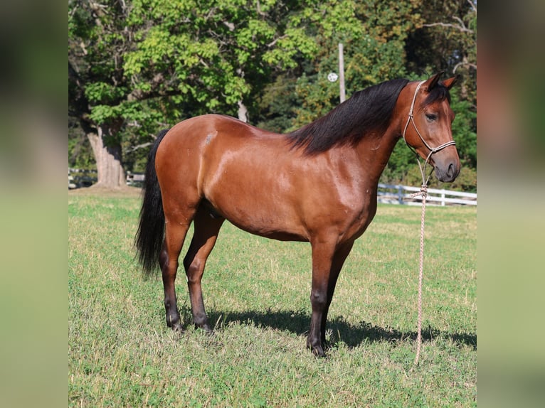 American Morgan Horse Mix Wallach 9 Jahre 142 cm Brauner in Morgantown, PA