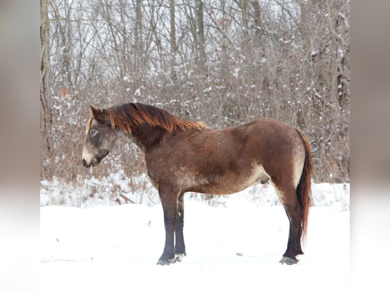 American Morgan Horse Mix Wallach 9 Jahre 145 cm Buckskin in Howell