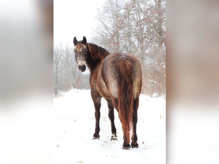 American Morgan Horse Mix Wallach 9 Jahre 145 cm Buckskin in Howell