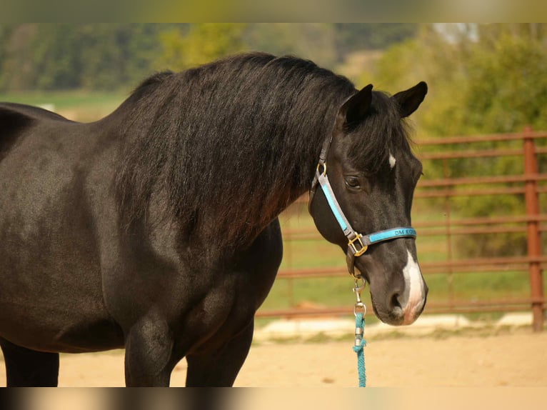 American Morgan Horse Wallach 9 Jahre 155 cm Rappe in Fresno