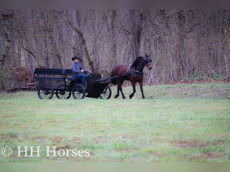 American Morgan Horse Wallach 9 Jahre 160 cm Rotbrauner in FLEMINGSBURG, KY