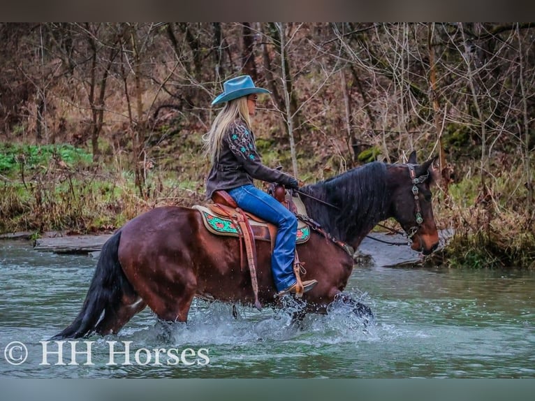 American Morgan Horse Wallach 9 Jahre 160 cm Rotbrauner in FLEMINGSBURG, KY