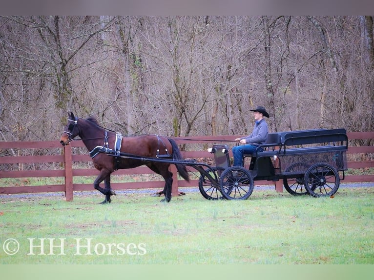 American Morgan Horse Wallach 9 Jahre 160 cm Rotbrauner in FLEMINGSBURG, KY