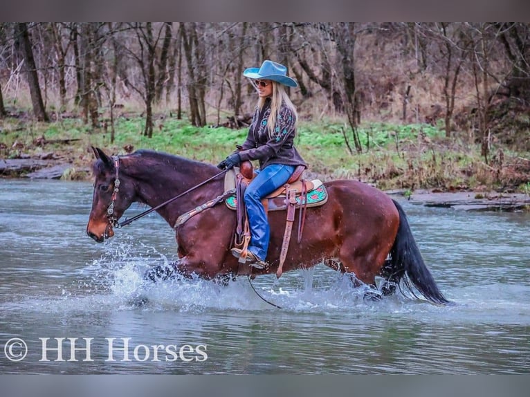 American Morgan Horse Wallach 9 Jahre 160 cm Rotbrauner in FLEMINGSBURG, KY