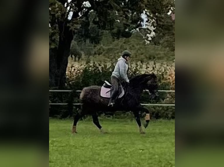 American Morgen Horse Caballo castrado 10 años 156 cm Buckskin/Bayo in Oberried