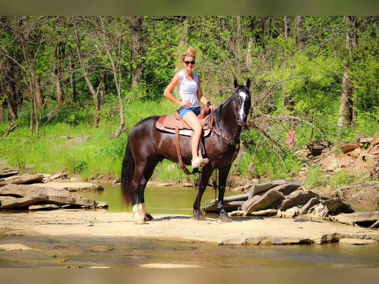 American Morgen Horse Caballo castrado 13 años 150 cm Negro in Hillsboro KY