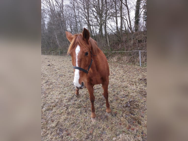 American Morgen Horse Caballo castrado 13 años 160 cm Alazán in Bad Essen