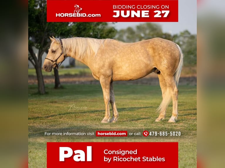 American Morgen Horse Mestizo Caballo castrado 15 años 157 cm Dunalino (Cervuno x Palomino) in Athens, TX