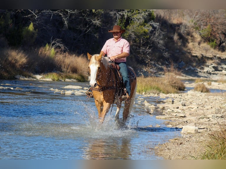 American Morgen Horse Mestizo Caballo castrado 15 años 157 cm Palomino in Stephenville, TX