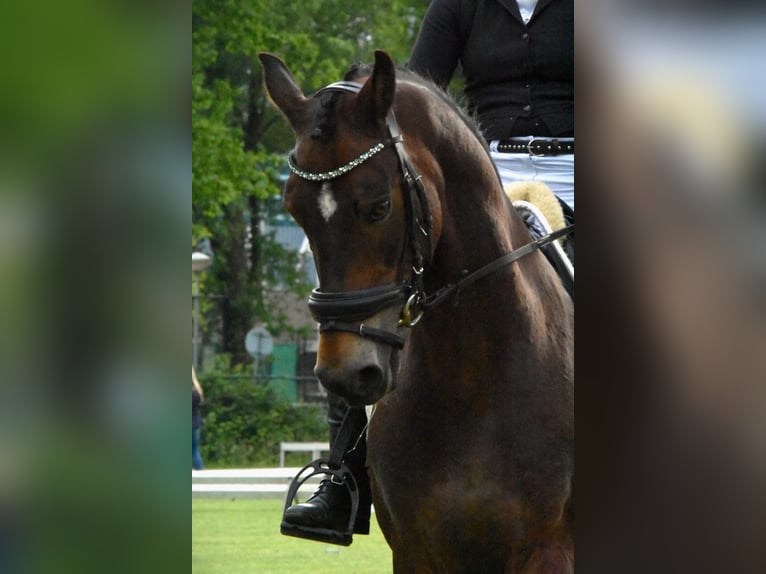 American Morgen Horse Caballo castrado 19 años 148 cm Castaño in Wilsum