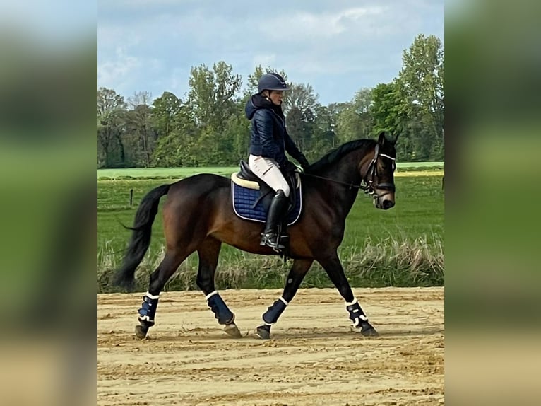 American Morgen Horse Caballo castrado 19 años 148 cm Castaño in Wilsum