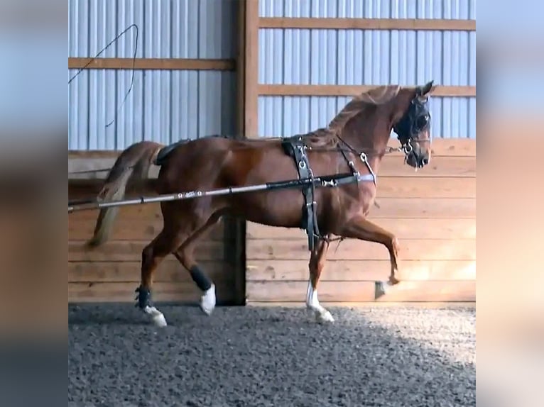 American Morgen Horse Caballo castrado 1 año Castaño in Los AngelesCalifornia