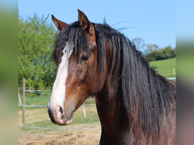 American Morgen Horse Caballo castrado 3 años 148 cm Castaño in Kirtorf