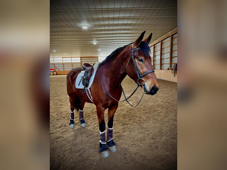 American Morgen Horse Caballo castrado 3 años 163 cm Castaño rojizo in Everett PA