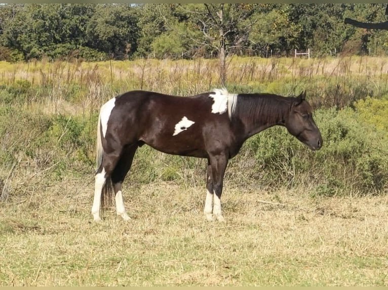 American Morgen Horse Caballo castrado 4 años 142 cm Castaño claro in Poolville