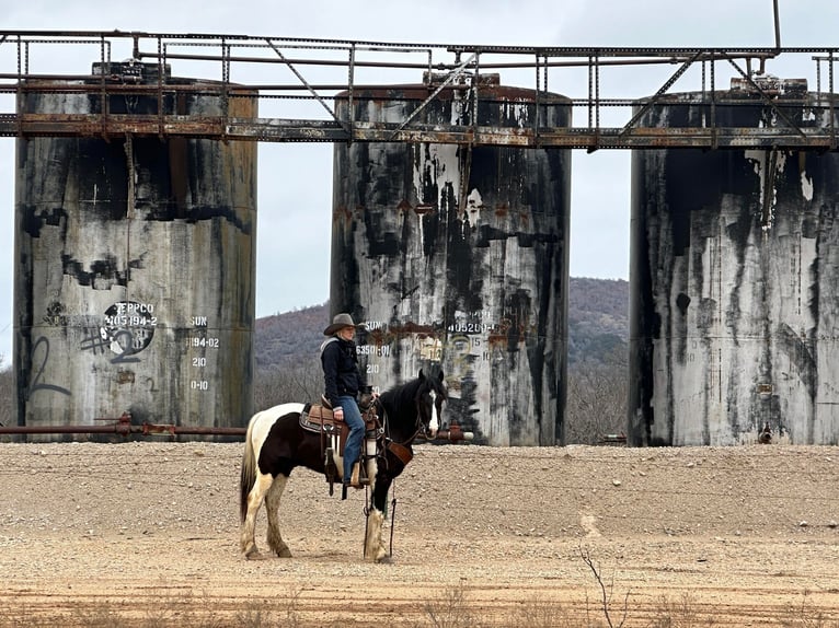American Morgen Horse Caballo castrado 4 años 145 cm Tobiano-todas las-capas in Jacksboro TX