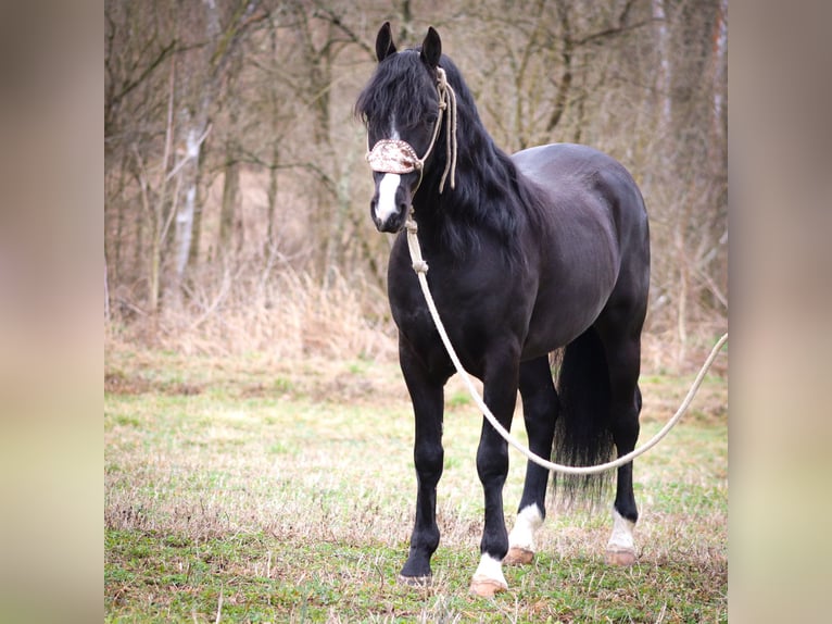 American Morgen Horse Caballo castrado 5 años 150 cm Negro in Flemingsburg KY