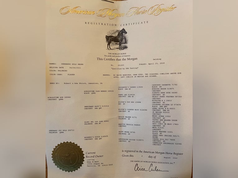 American Morgen Horse Caballo castrado 5 años 150 cm Palomino in Hillsboro, KY