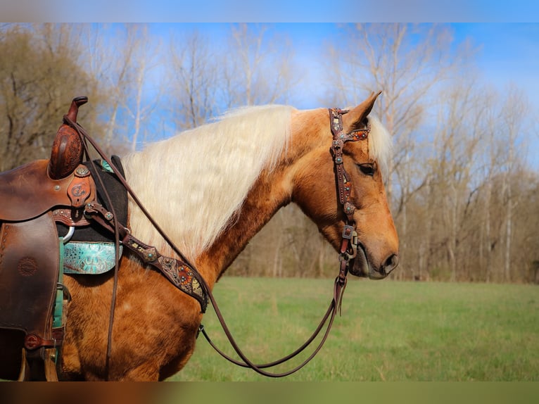 American Morgen Horse Caballo castrado 5 años 150 cm Palomino in Hillsboro, KY