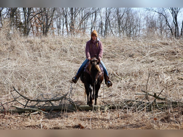 American Morgen Horse Caballo castrado 5 años 152 cm Castaño in Highland MI