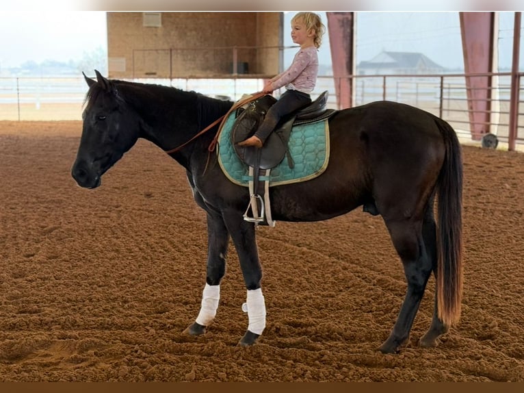 American Morgen Horse Caballo castrado 5 años 152 cm Negro in Fort Collins