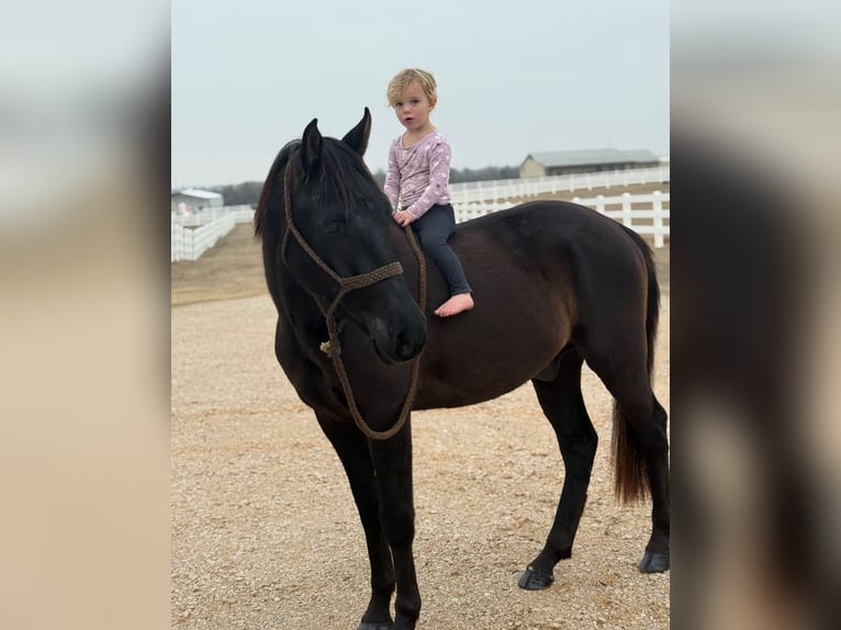 American Morgen Horse Caballo castrado 5 años 152 cm Negro in Fort Collins