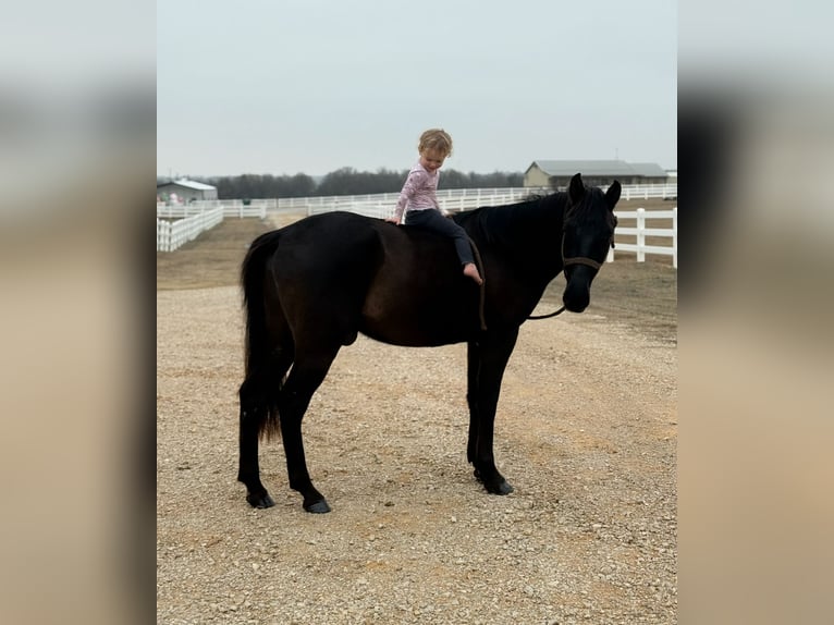 American Morgen Horse Caballo castrado 5 años 152 cm Negro in Fort Collins