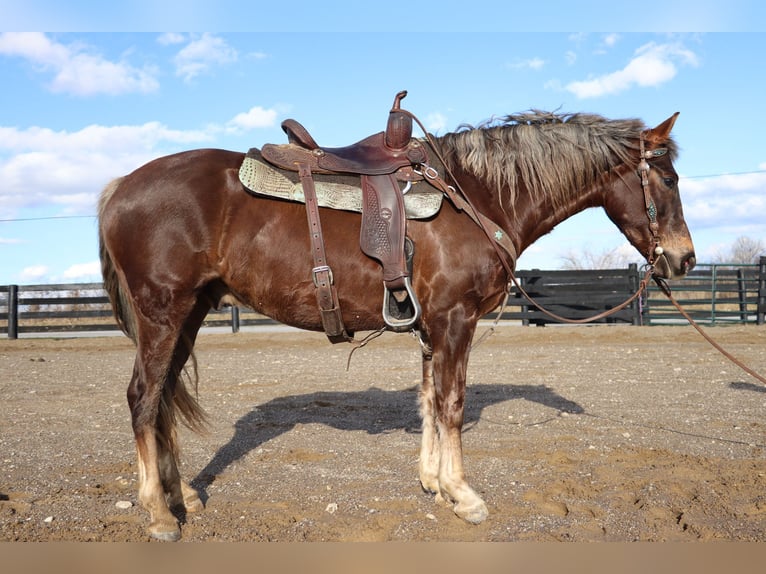 American Morgen Horse Caballo castrado 5 años Castaño in Hillsboro KY
