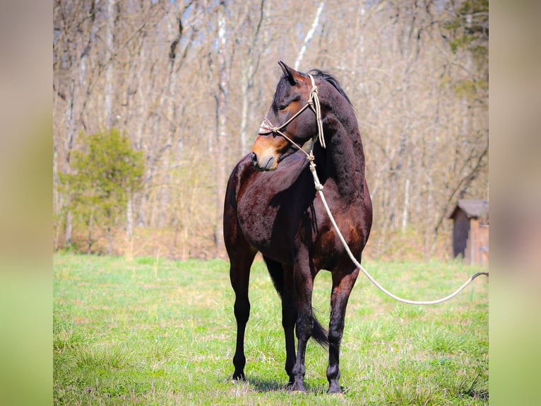 American Morgen Horse Caballo castrado 5 años Castaño rojizo in Flemingsburg KY