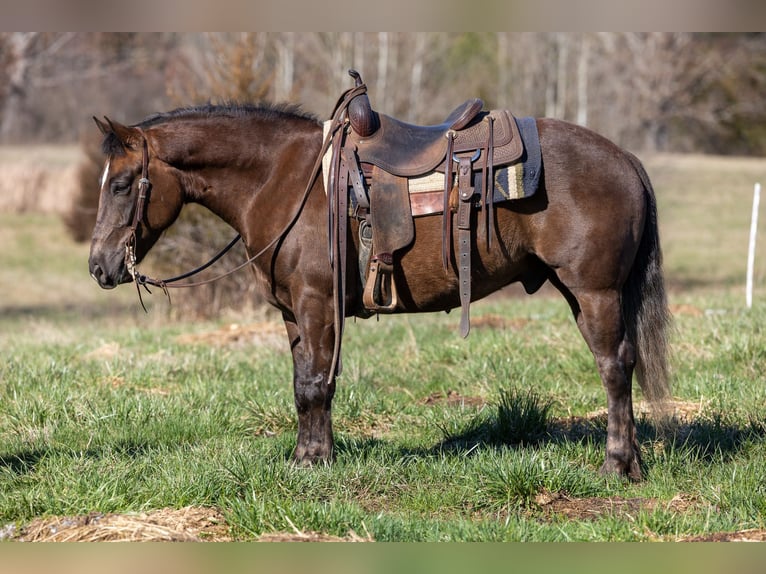 American Morgen Horse Caballo castrado 6 años 147 cm Castaño in Ewing KY