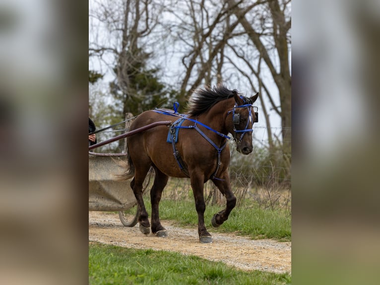 American Morgen Horse Caballo castrado 6 años 147 cm Castaño in Ewing KY